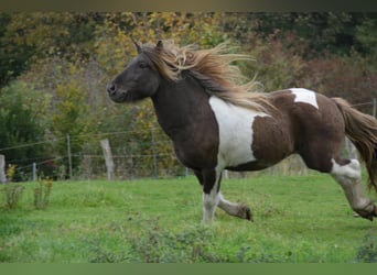 Islandpferd, Hengst, 4 Jahre, 142 cm, Schecke