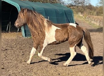 Islandpferd, Hengst, 4 Jahre, 142 cm, Schecke