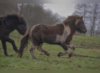 Islandpferd, Hengst, 4 Jahre, 142 cm, Schecke