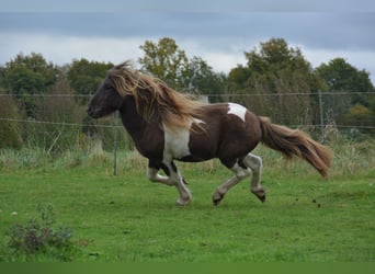 Islandpferd, Hengst, 4 Jahre, 142 cm, Schecke