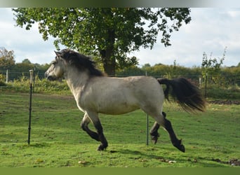 Islandpferd, Hengst, 4 Jahre, 142 cm