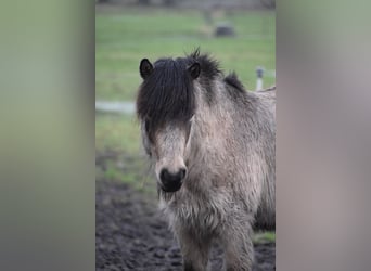 Islandpferd, Hengst, 4 Jahre, 142 cm