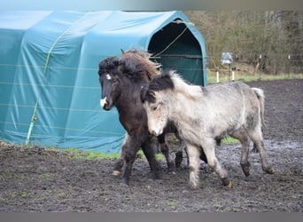 Islandpferd, Hengst, 4 Jahre, 142 cm