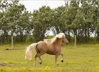 Islandpferd, Hengst, 4 Jahre, 143 cm, Palomino