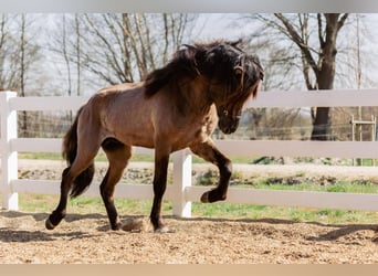 Islandpferd, Hengst, 4 Jahre, 146 cm, Falbe