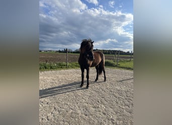 Islandpferd, Hengst, 4 Jahre, 147 cm, Rappe