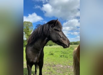 Islandpferd, Hengst, 4 Jahre, 148 cm, Rappe