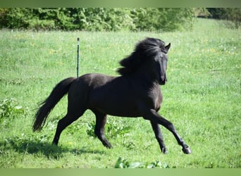 Islandpferd, Hengst, 4 Jahre, 148 cm, Rappe