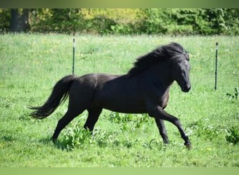 Islandpferd, Hengst, 4 Jahre, 148 cm, Rappe