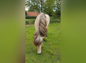 Islandpferd, Hengst, 4 Jahre, Buckskin