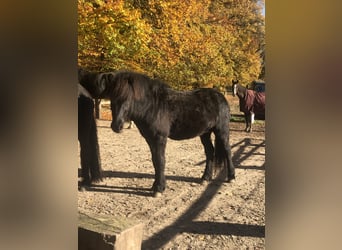 Islandpferd, Hengst, 4 Jahre, Rappe
