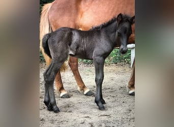 Islandpferd, Hengst, 4 Jahre, Rappe