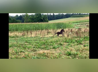 Islandpferd, Hengst, 4 Jahre, Rappe