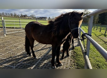Islandpferd, Hengst, 4 Jahre, Rappe