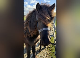 Islandpferd, Hengst, 4 Jahre, Rappe
