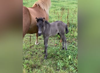 Islandpferd, Hengst, 4 Jahre, Rappe