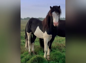 Islandpferd, Hengst, 4 Jahre, Schecke