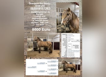Islandpferd, Hengst, 4 Jahre, Schimmel