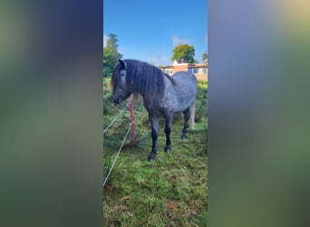 Islandpferd, Hengst, 5 Jahre, 135 cm, Apfelschimmel