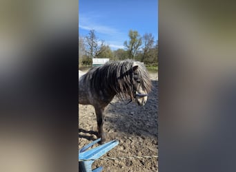 Islandpferd, Hengst, 5 Jahre, 135 cm, Apfelschimmel