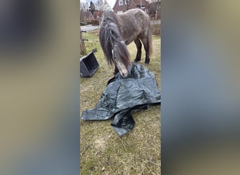 Islandpferd, Hengst, 5 Jahre, 135 cm, Apfelschimmel