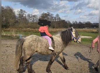 Islandpferd, Hengst, 5 Jahre, 135 cm, Apfelschimmel