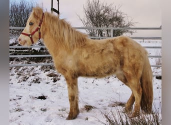 Islandpferd, Hengst, 5 Jahre, 141 cm