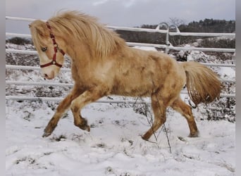 Islandpferd, Hengst, 5 Jahre, 141 cm, Palomino