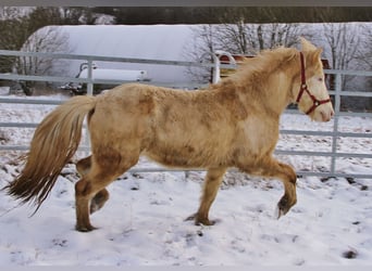 Islandpferd, Hengst, 5 Jahre, 141 cm, Palomino