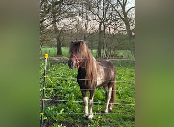 Islandpferd, Hengst, 5 Jahre, 142 cm, Schecke