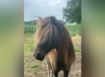 Islandpferd, Hengst, 5 Jahre, 142 cm, Schecke