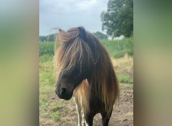Islandpferd, Hengst, 5 Jahre, 142 cm, Schecke
