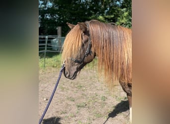 Islandpferd, Hengst, 5 Jahre, 142 cm, Schecke
