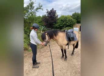 Islandpferd, Hengst, 5 Jahre, 142 cm