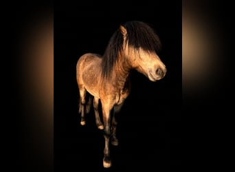 Islandpferd, Hengst, 5 Jahre, 142 cm