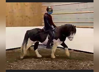 Islandpferd, Hengst, 5 Jahre, Schecke