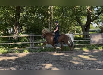 Islandpferd, Hengst, 6 Jahre, 141 cm, Fuchs