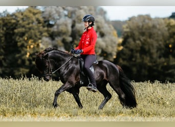 Islandpferd, Hengst, 6 Jahre, 146 cm, Rappe