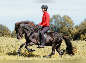 Islandpferd, Hengst, 6 Jahre, 146 cm, Rappe
