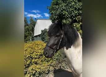 Islandpferd, Hengst, 7 Jahre, 134 cm, Schecke