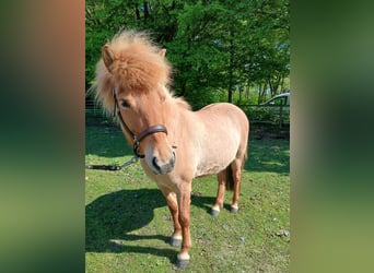 Islandpferd, Hengst, 7 Jahre, 136 cm, Falbe