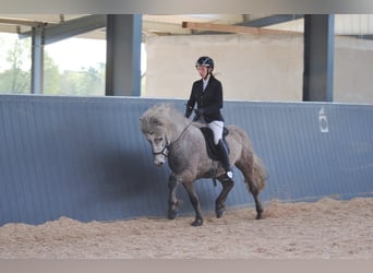 Islandpferd, Hengst, 7 Jahre, 145 cm, Schimmel