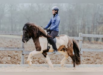 Islandpferd, Hengst, 7 Jahre, 150 cm, Schecke