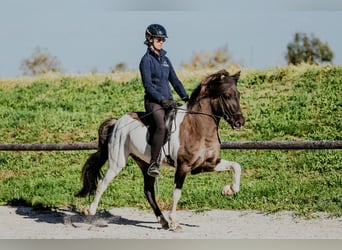 Islandpferd, Hengst, 7 Jahre, 150 cm, Schecke