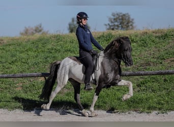 Islandpferd, Hengst, 7 Jahre, 150 cm, Schecke