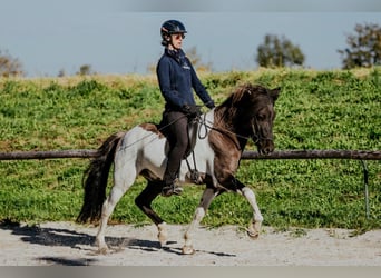 Islandpferd, Hengst, 7 Jahre, 150 cm, Schecke