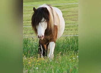 Islandpferd, Hengst, 8 Jahre, 137 cm, Falbe