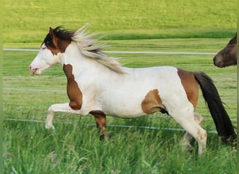 Islandpferd, Hengst, 8 Jahre, 137 cm, Schecke