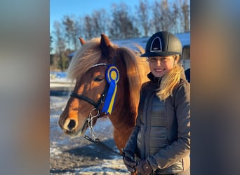 Islandpferd, Hengst, 8 Jahre, 142 cm, Rotfuchs