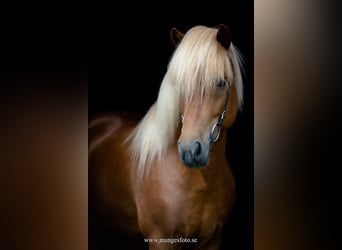 Islandpferd, Hengst, 8 Jahre, 142 cm, Rotfuchs
